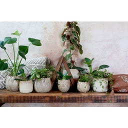 Chic Antique Blumentopf 