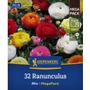 Kiepenkerl Mega-Pack Ranunkelmischung - 32 Stück