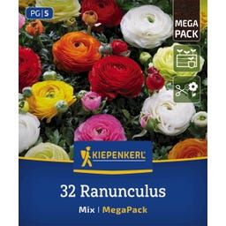Kiepenkerl Mega-Pack Ranunkelmischung - 32 Stück