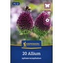 Kiepenkerl Zierlauch Allium sphaerocephalon - 20 Stück