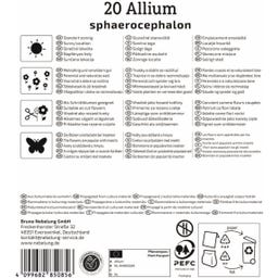 Kiepenkerl Zierlauch Allium sphaerocephalon