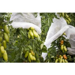 Windhager Lona Protectora para Tomates - Supergrow - 1 pieza
