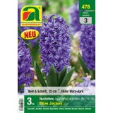 Hyazinthen orientalis, Blue Jacket, Blau  Gr. 15/16