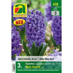 Hyazinthen orientalis, Blue Jacket, Blau  Gr. 15/16 - 3 Stück