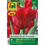 AUSTROSAAT Tulpen Triumph Seadov, Rot Gr. 10/11