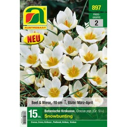 AUSTROSAAT Krokusse bot. Snowbunting, Weiß Gr. 5/+ - 15 Stück