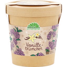 Die Stadtgärtner Vanilleblume aus dem Becher - 1 Stk.