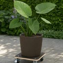 Esschert Design Portavaso con Ruote da Esterno - Quadrato