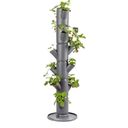 Paul Potato Sissi Strawberry Classic Tower - anthracite