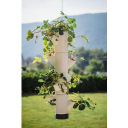 Torre para Fresas - Sissi Strawberry Hanging - Blanco
