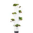 Sissi Strawberry - Felakasztható epertermesztő torony - Fehér