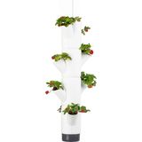 Torre para Fresas - Sissi Strawberry Hanging