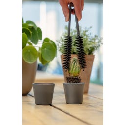 Esschert Design Cactustang