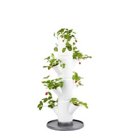 SISSI STRAWBERRY Wieża do uprawy truskawek Starter - biały