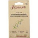 Kokopelli Bio Virginisches Helmkraut (Scutellaria)