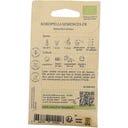 Kokopelli Bio slnečnica 