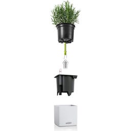 Lechuza Watering Stick Set of 3 - 6 pieces