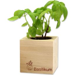 Feel Green ecocube Kruiden - Basilicum