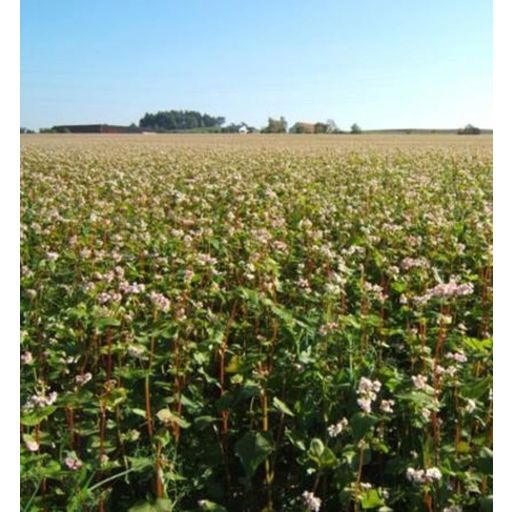 ReinSaat Organic Buckwheat- Green Manure - 1 Pkg