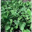 ReinSaat Salatrauke ''Rucola coltivata'' - 1 Pkg