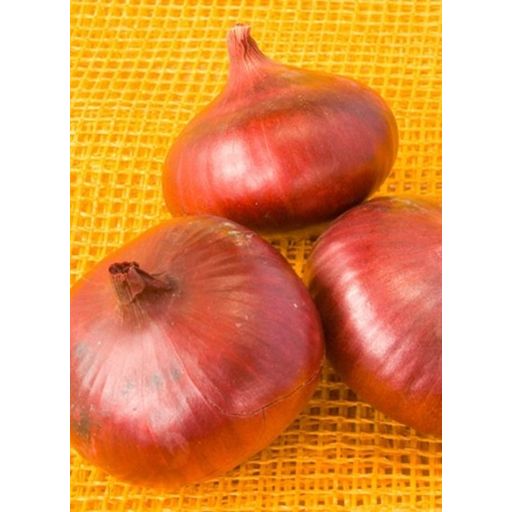ReinSaat 'De Brunswick'' Onions - 1 Pkg