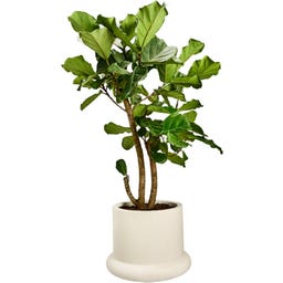 elho Pflanzgefäß lana 56 cm - leinenweiß
