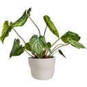 elho Pflanzgefäß mura 40 cm - leinenweiß