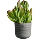 elho dune rund 25 cm - warmes anthrazit