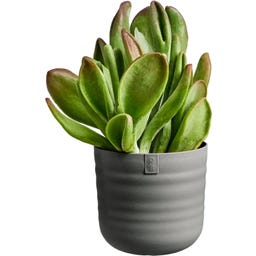 elho dune rund 25 cm - warmes anthrazit