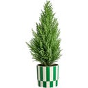 elho blocks & stripes 15cm - meadow green