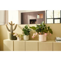 elho Topf facet rund 30 cm - mandelrosa