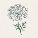 Jora Dahl Parasca väčšia - Ammi majus - 1 bal.