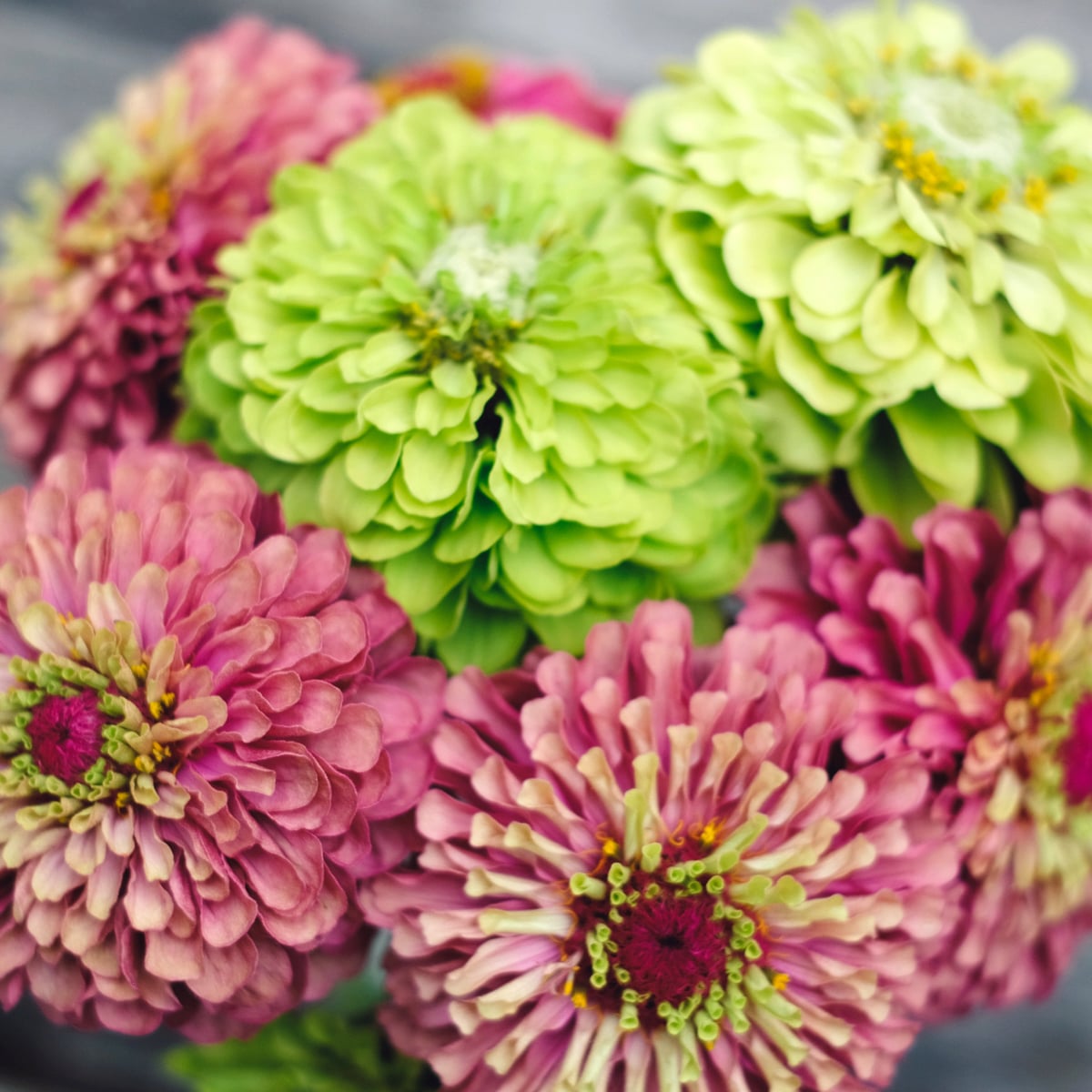 Jora Dahl Zinnia elegans 