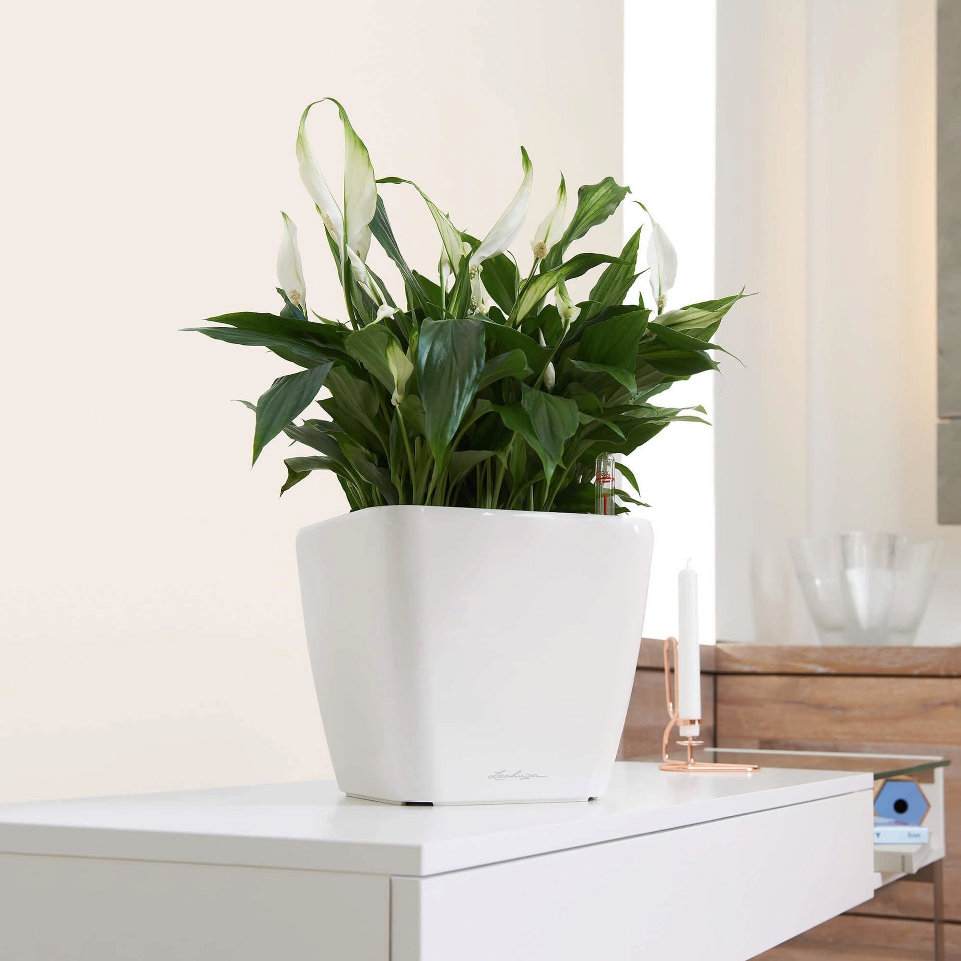 Lechuza Okrasni lonecf QUADRO Premium LS 35