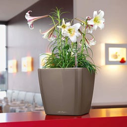 Lechuza Vaso - QUADRO Premium LS 50 - taupe lucido