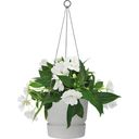 elho greenville hangschaal 24 cm - living concrete