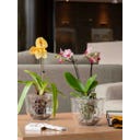 Deroma Orchideeënpot 