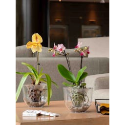 Deroma Orchideeënpot 