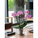 Deroma Orchideeënpot 