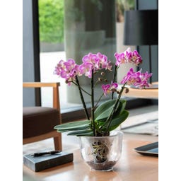 Deroma Orchideeënpot 