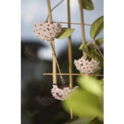 Windhager Bambusowa podpora dla kwiatów - krata