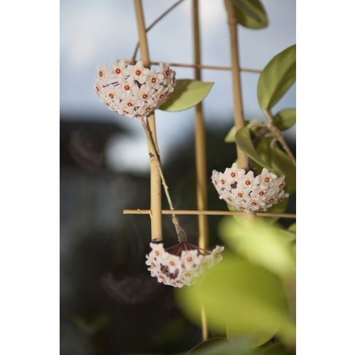 Windhager Blumenstütze Bambus - Rankgitter