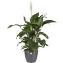 elho brussels rund 25 cm - anthrazit