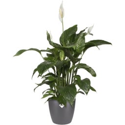 elho brussels rund 25 cm - anthrazit