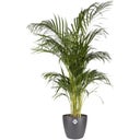 elho brussels rund 25 cm - anthrazit
