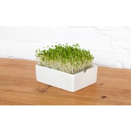Almohadilla de Germinación Microgreen - Brócoli - 1 pieza