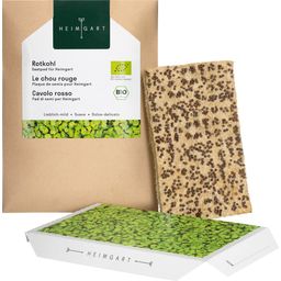 Microgreens rdeče zelje semenska blazinica