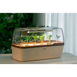 Üvegház és Növényláda BoQube L PLUS LED - krém-rézbarna - 1 db