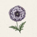 Jora Dahl Papaver Rhoeas - Papavero Amazing Grey - 1 pz.