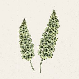 Jora Dahl Moluccella laevis - cvet školjke